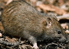 Rata (rattus)