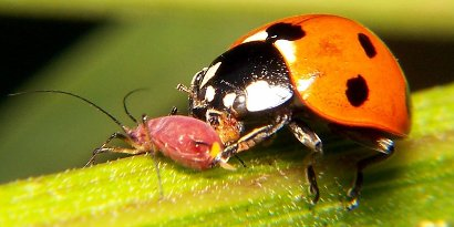 Biología y características de animales dañinos