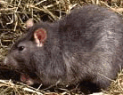 Rata (rattus)